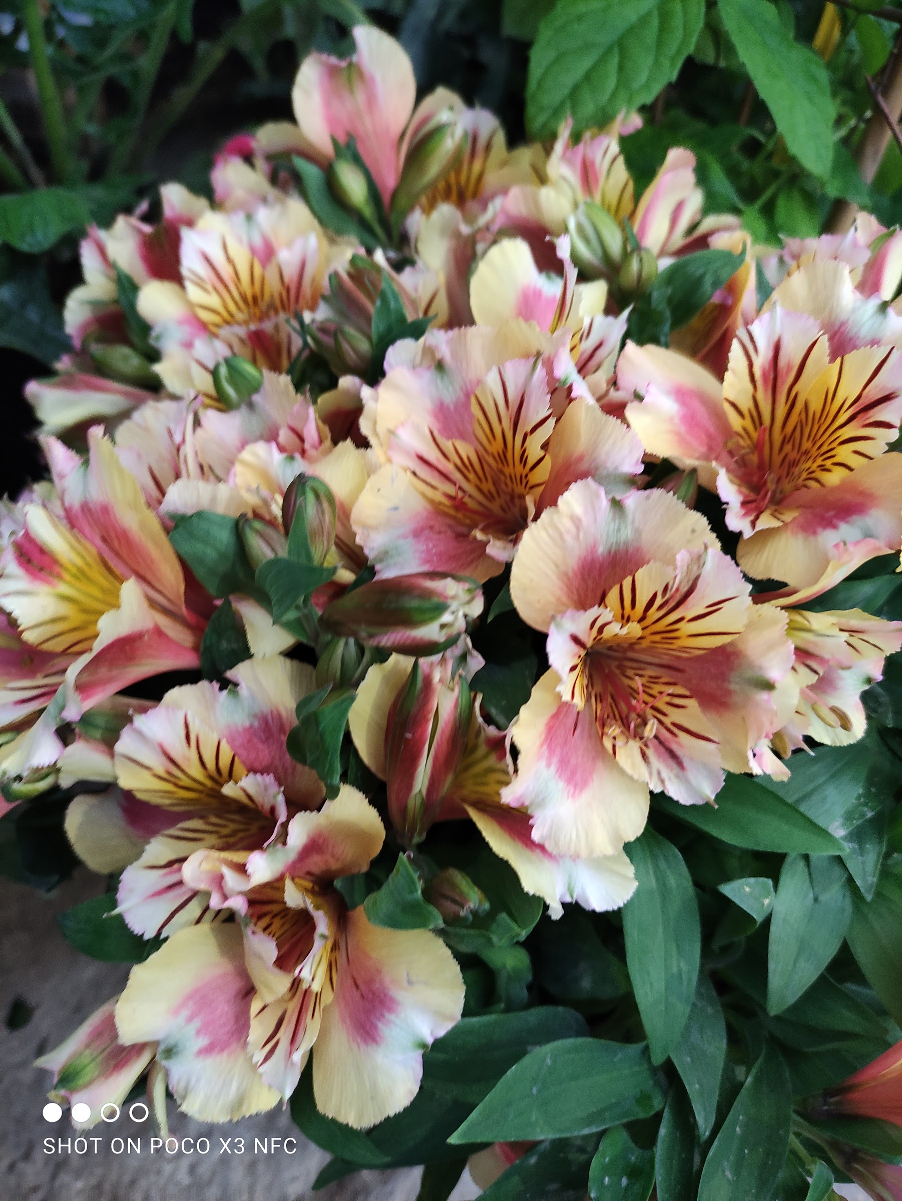 Flores de alstroemeria en el vivero