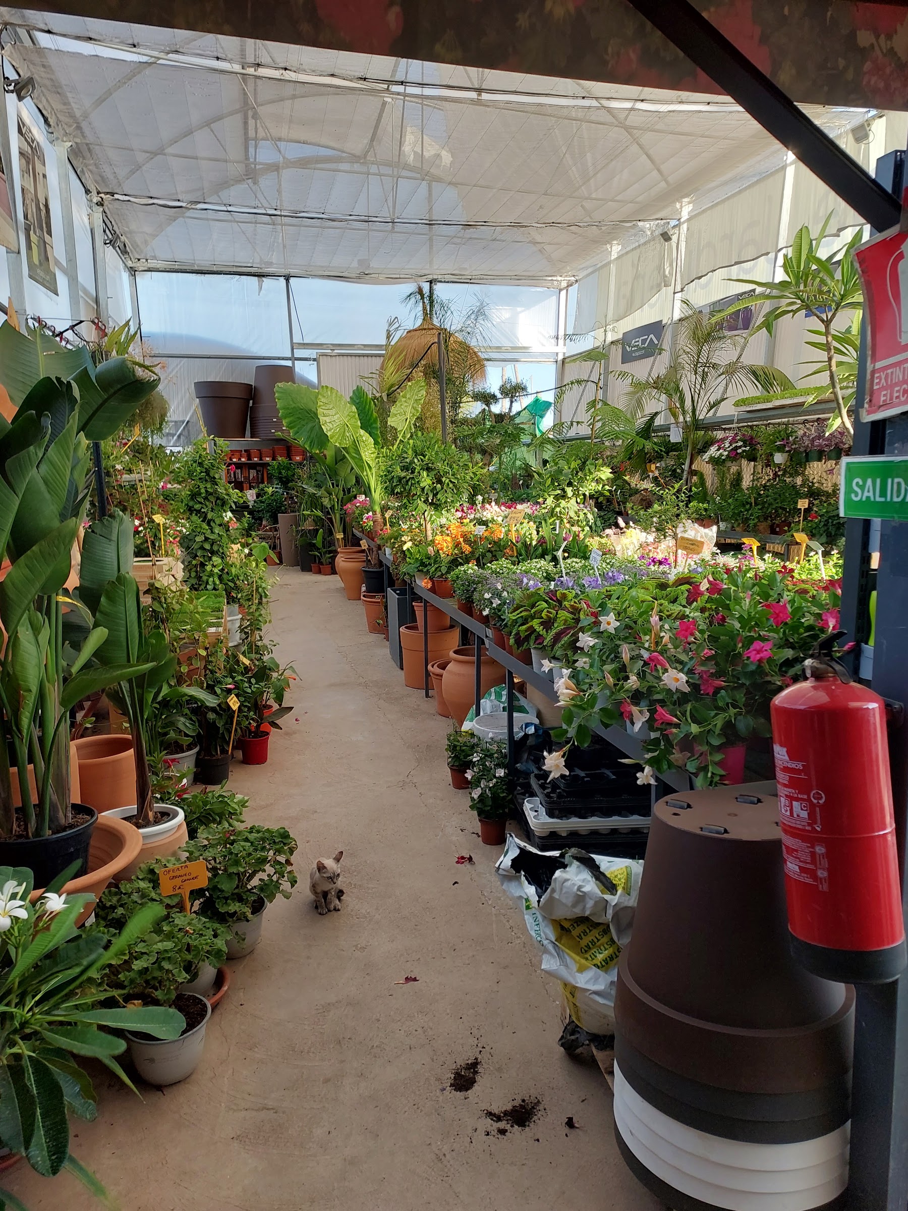 Pasillo del vivero con plantas de interior